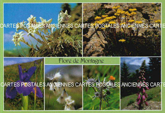 Cartes postales anciennes > CARTES POSTALES > carte postale ancienne > cartes-postales-ancienne.com Fleurs