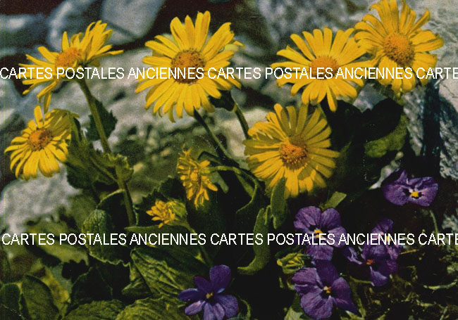 Cartes postales anciennes > CARTES POSTALES > carte postale ancienne > cartes-postales-ancienne.com Fleurs