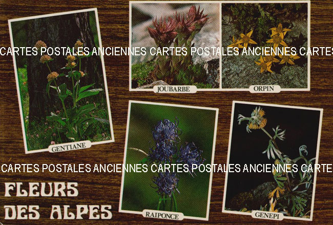 Cartes postales anciennes > CARTES POSTALES > carte postale ancienne > cartes-postales-ancienne.com Fleurs