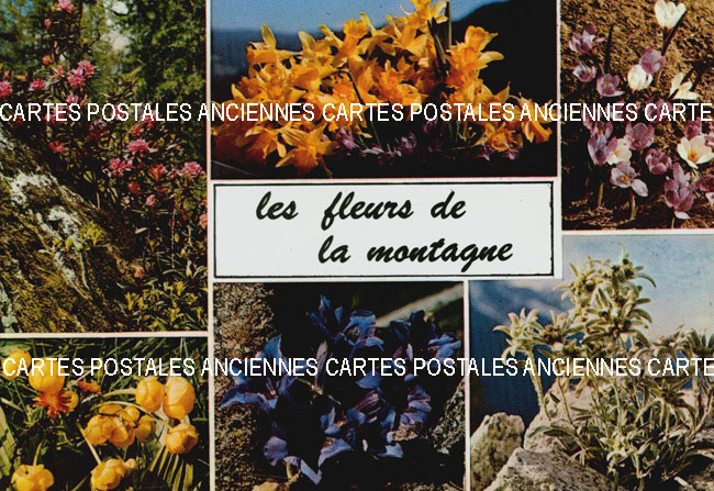 Cartes postales anciennes > CARTES POSTALES > carte postale ancienne > cartes-postales-ancienne.com Fleurs