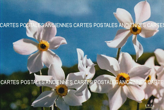 Cartes postales anciennes > CARTES POSTALES > carte postale ancienne > cartes-postales-ancienne.com Fleurs