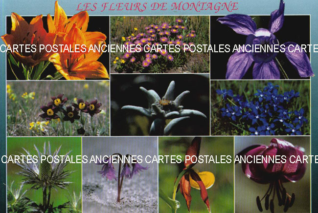 Cartes postales anciennes > CARTES POSTALES > carte postale ancienne > cartes-postales-ancienne.com Fleurs