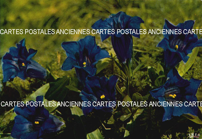 Cartes postales anciennes > CARTES POSTALES > carte postale ancienne > cartes-postales-ancienne.com Fleurs