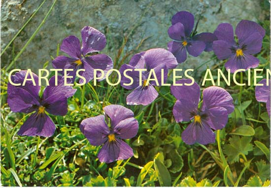 Cartes postales anciennes > CARTES POSTALES > carte postale ancienne > cartes-postales-ancienne.com Fleurs