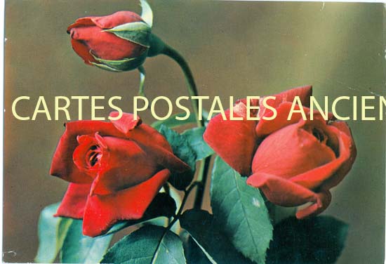 Cartes postales anciennes > CARTES POSTALES > carte postale ancienne > cartes-postales-ancienne.com Fleurs