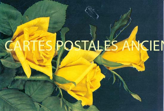 Cartes postales anciennes > CARTES POSTALES > carte postale ancienne > cartes-postales-ancienne.com Fleurs