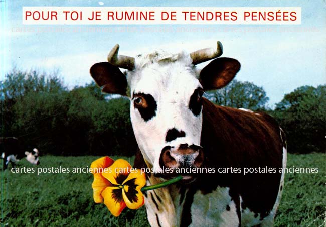 Cartes postales anciennes > CARTES POSTALES > carte postale ancienne > cartes-postales-ancienne.com Humour