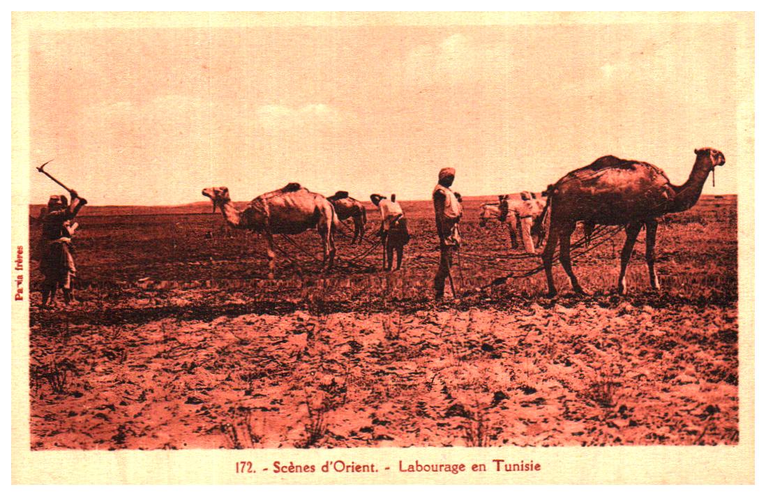 Cartes postales anciennes > CARTES POSTALES > carte postale ancienne > cartes-postales-ancienne.com Tunisie