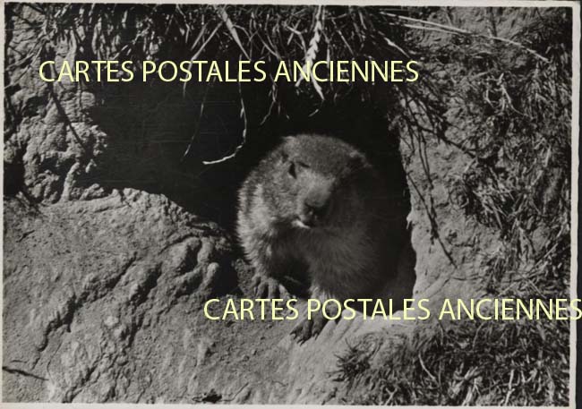 Cartes postales anciennes > CARTES POSTALES > carte postale ancienne > cartes-postales-ancienne.com Animaux