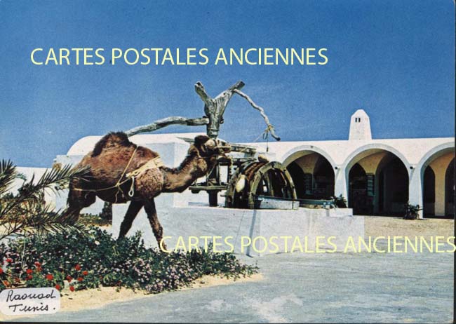 Cartes postales anciennes > CARTES POSTALES > carte postale ancienne > cartes-postales-ancienne.com Tunisie Tunis