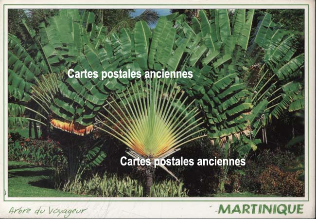 Cartes postales anciennes > CARTES POSTALES > carte postale ancienne > cartes-postales-ancienne.com Antilles francaises