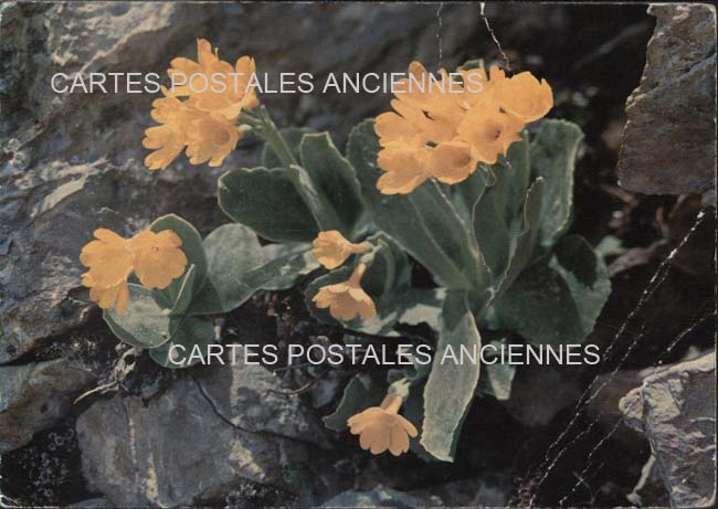 Cartes postales anciennes > CARTES POSTALES > carte postale ancienne > cartes-postales-ancienne.com Union europeenne