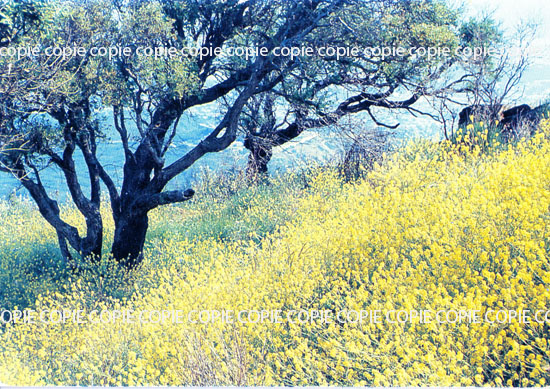 Cartes postales anciennes > CARTES POSTALES > carte postale ancienne > cartes-postales-ancienne.com Paysage