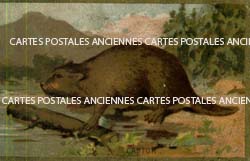 Cartes postales anciennes > CARTES POSTALES > carte postale ancienne > cartes-postales-ancienne.com Cartes postales anciennes publicitaire Pup reproduction