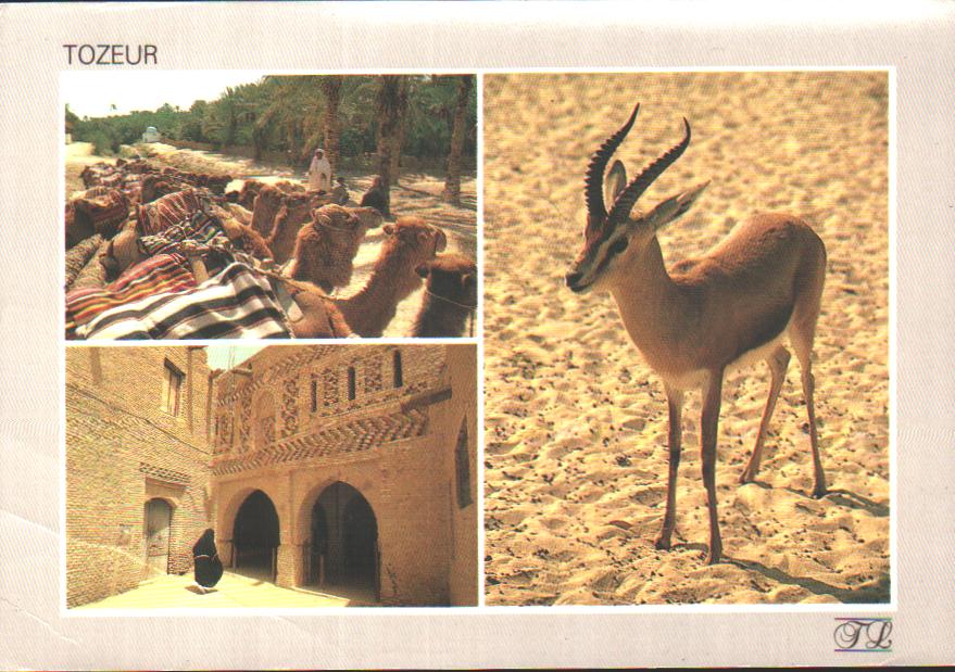 Cartes postales anciennes > CARTES POSTALES > carte postale ancienne > cartes-postales-ancienne.com Tunisie Tozeur